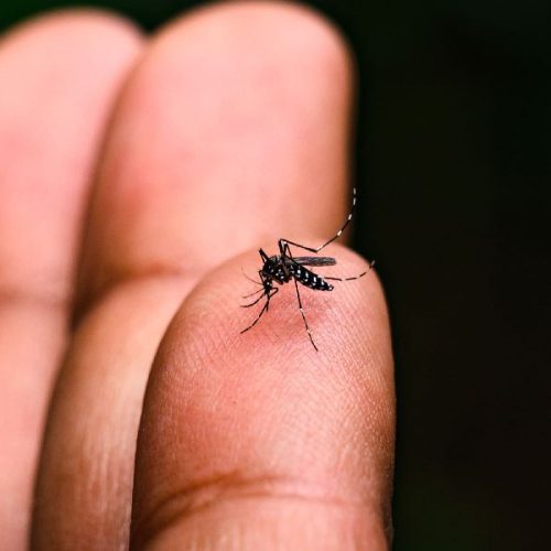Casos de dengue caem 86% na Bahia em 2025, aponta Sesab