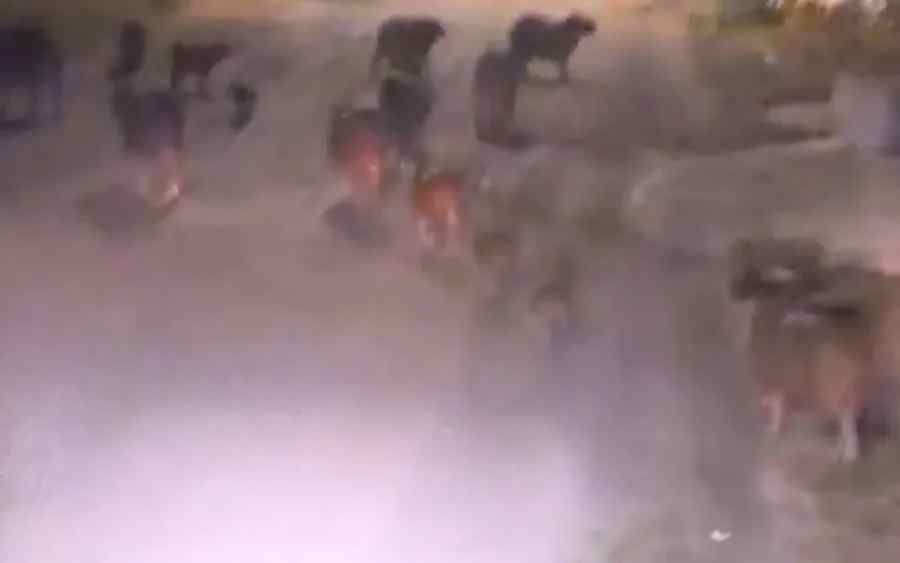 Morador flagra grupo com cerca de 20 capivaras em bairro de Guanambi