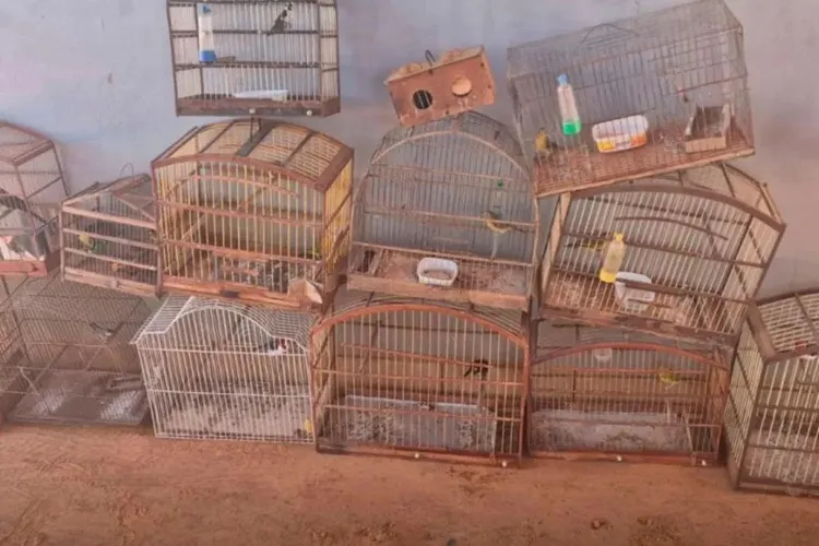 Operação da Cippa resgata aves nativas presas ilegalmente em Rio do Pires e Caturama