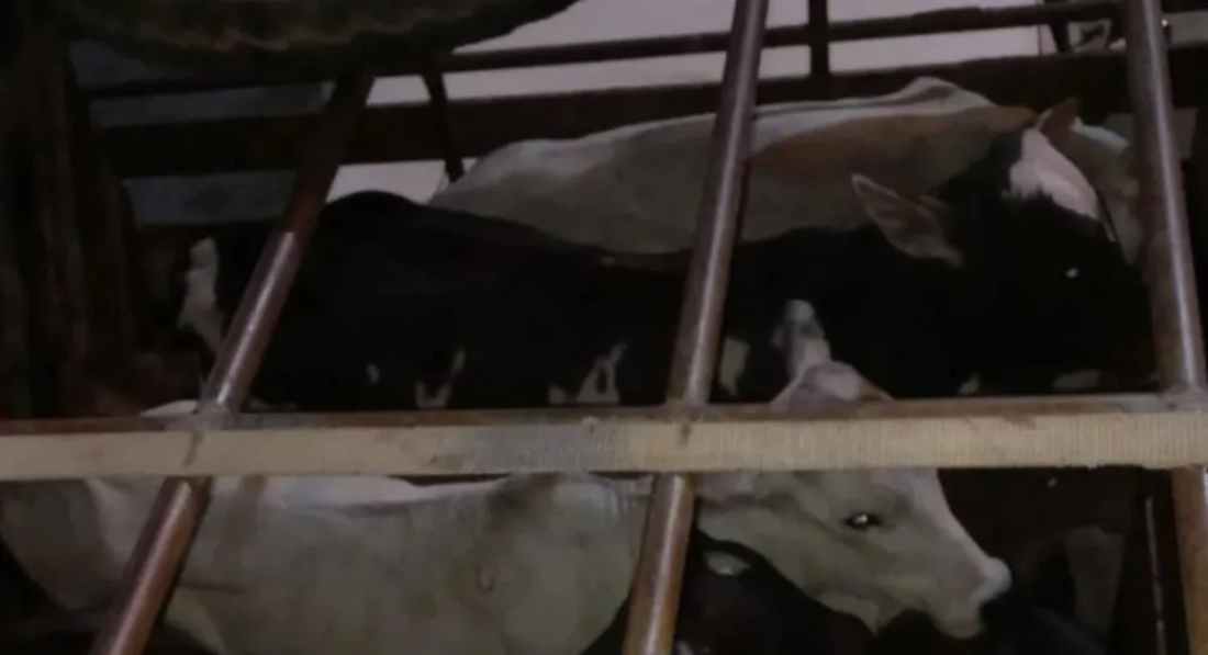 CIPRv/Brumado apreende transporte irregular de gado em operação de fiscalização