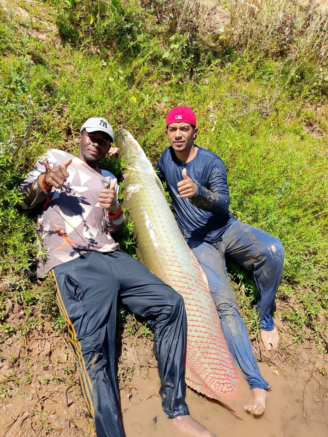 Pirarucu gigante desafia pescadores e vira história no rio São Francisco em Malhada