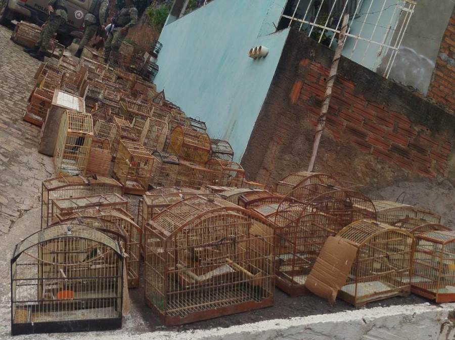 Polícia resgata 300 aves silvestres mantidas em cativeiro ilegal em Ibicuí