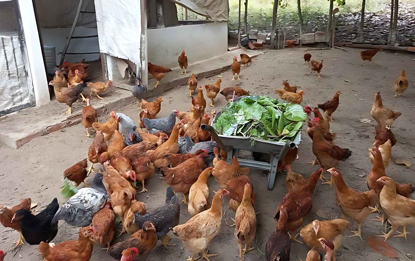 Criminoso furta 170 galinhas de propriedade em Bom Jesus da Lapa; câmeras podem ajudar nas investigações