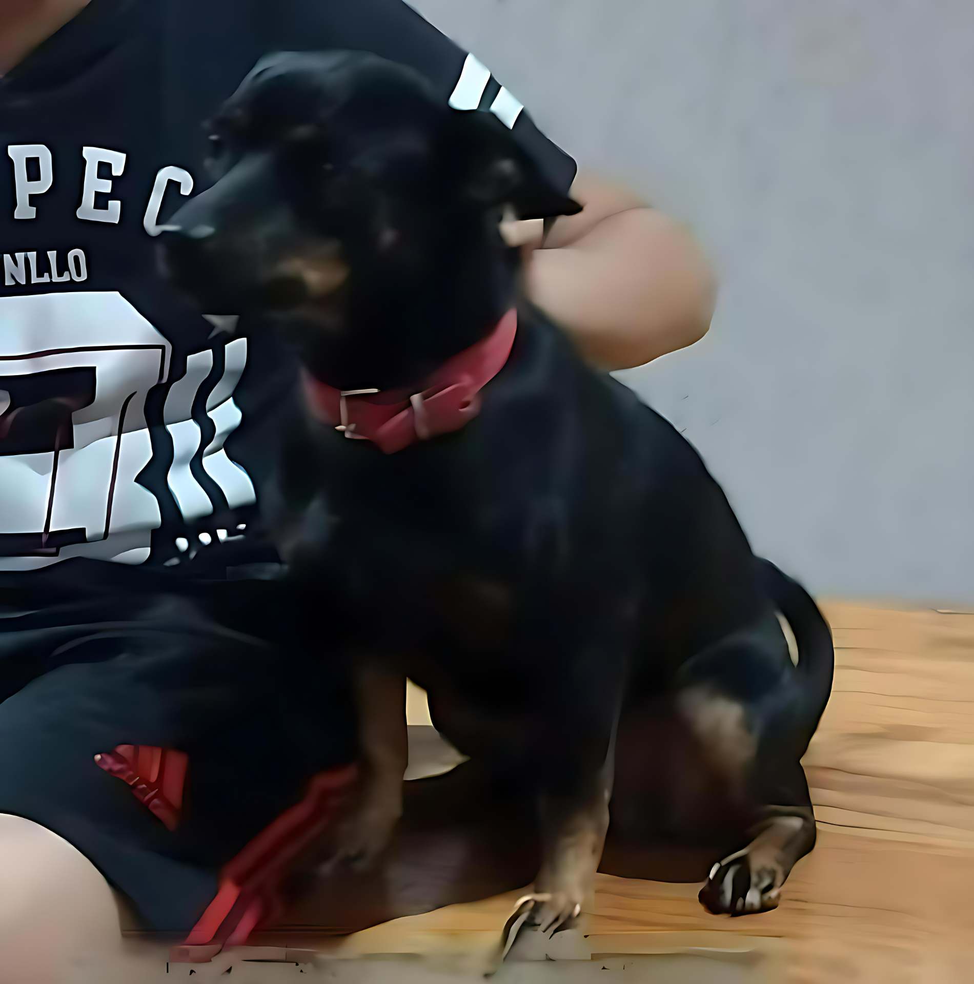 Família procura por cão desaparecido no bairro Santa Teresa e oferece gratificação