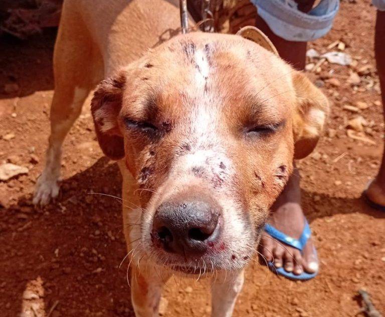 Homem é preso por porte ilegal de arma e suspeita de maus-tratos a cachorro em Malhada