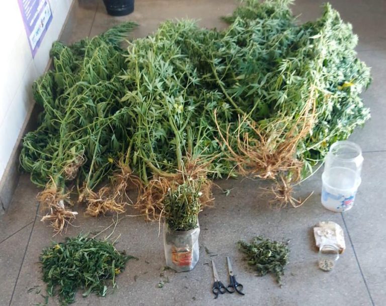 Operação da PM resulta em erradicação de plantação de maconha na zona rural de Ituaçu