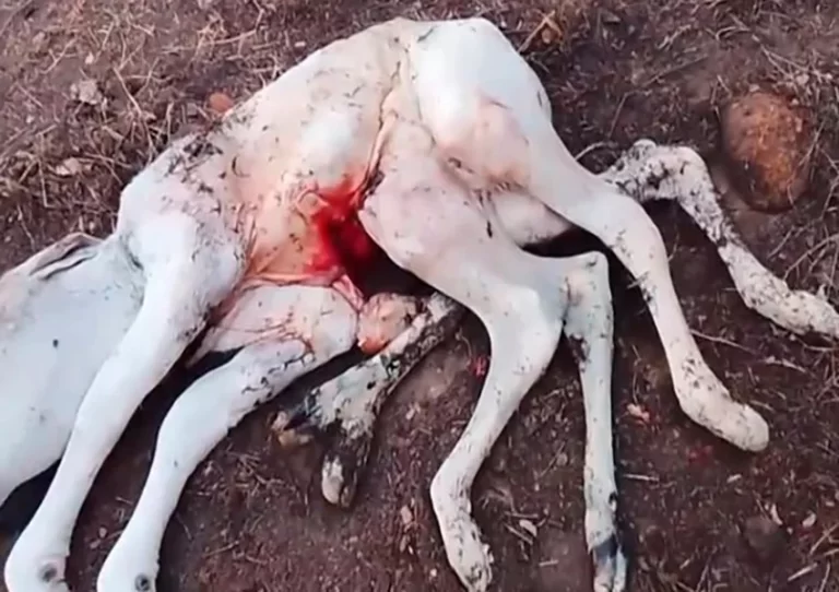 Bezerro com oito patas nasce em Palmas de Monte Alto