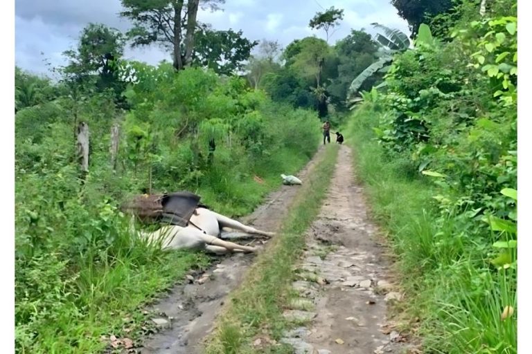Burro morre ao pisar em fio de alta tensão, e trabalhador rural escapa de descarga elétrica na Bahia