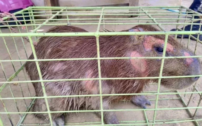Capivara ferida é resgatada por equipe ambiental em Vitória da Conquista