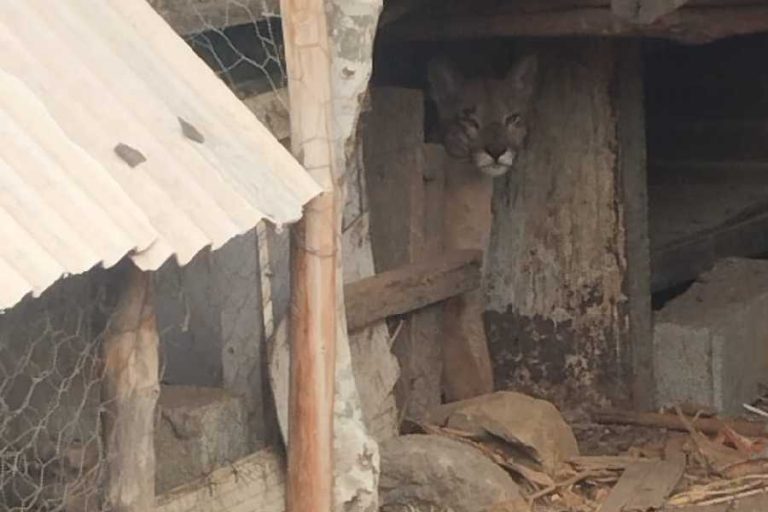 Onça-parda invade galinheiro e assusta moradores em Novo Horizonte