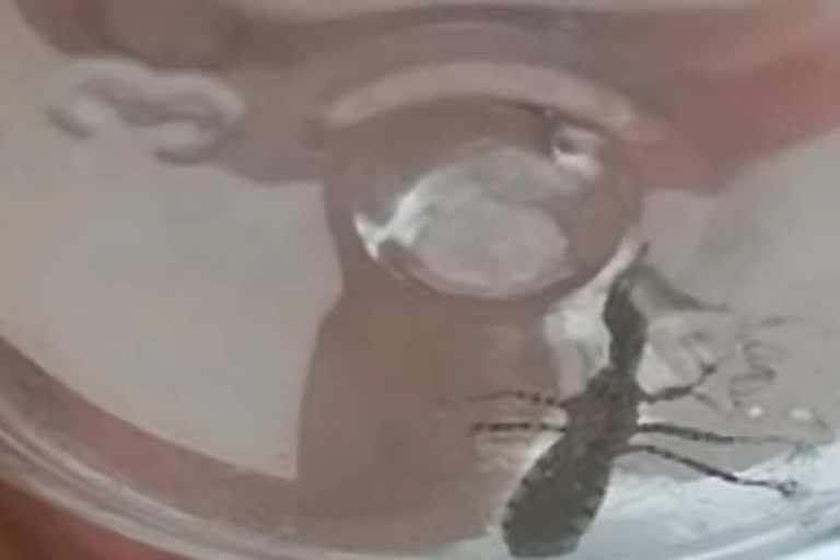 Infestação de barbeiros preocupa moradores e acende alerta para risco de Chagas em Livramento