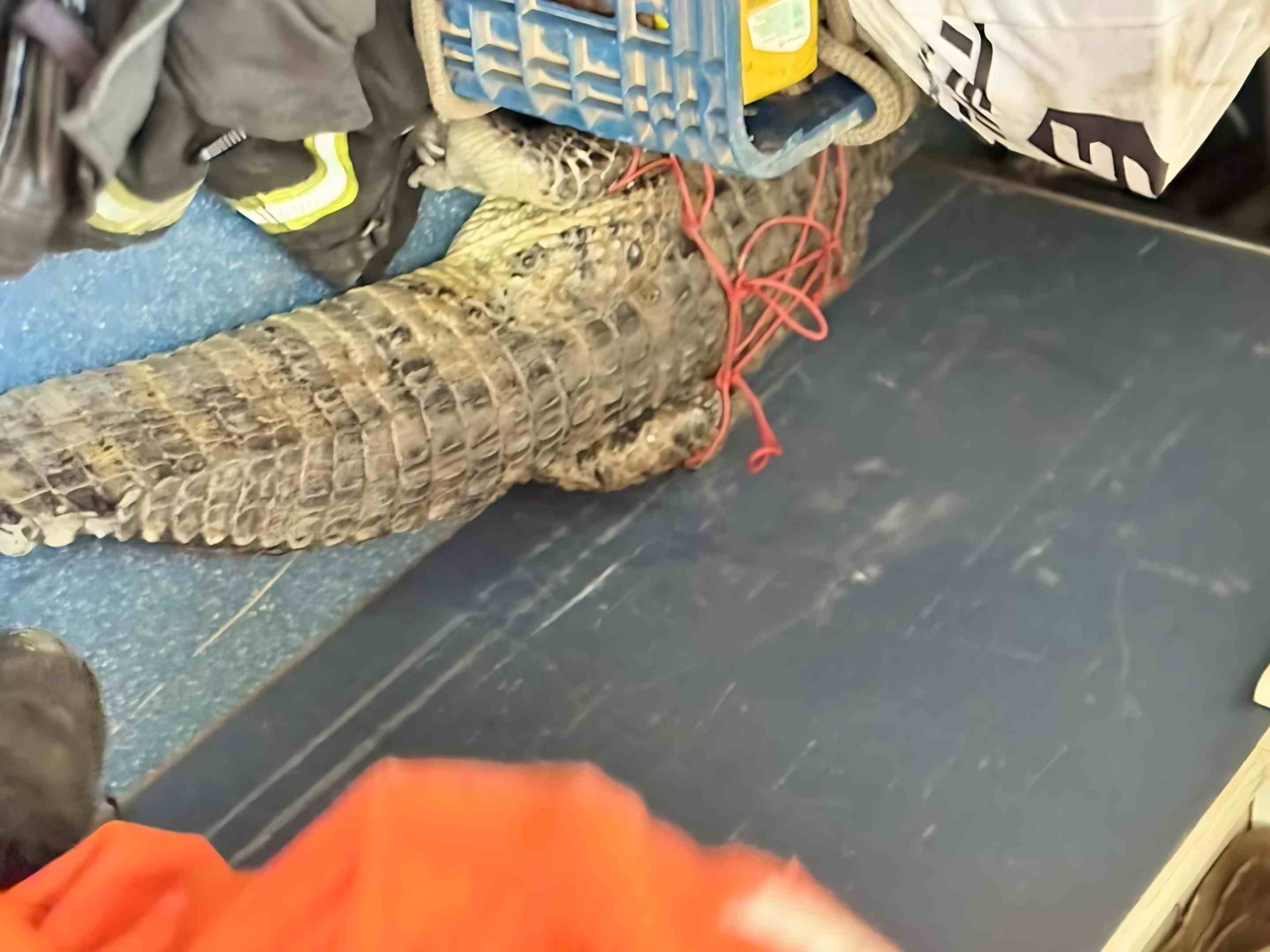 Jacaré é encontrado durante limpeza e mobiliza equipes em Guanambi