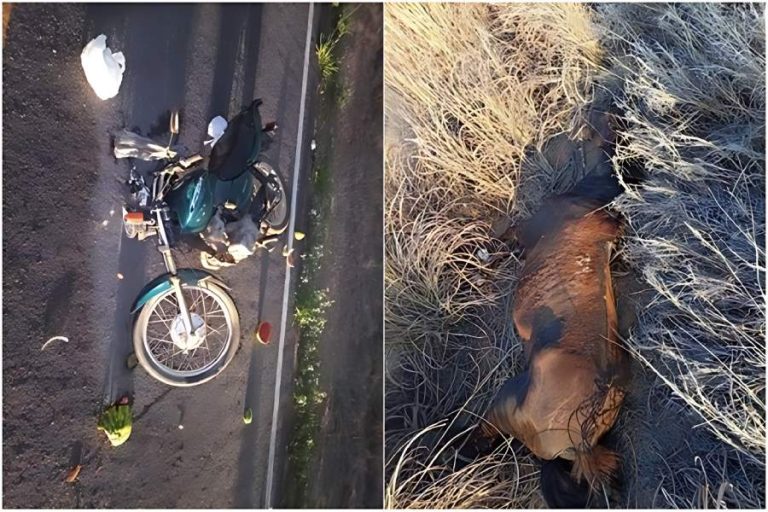 Motociclista fica ferido após colidir com cavalo na BA-573, em Guanambi