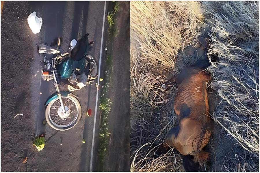 Motociclista fica ferido após colidir com cavalo na BA-573, em Guanambi