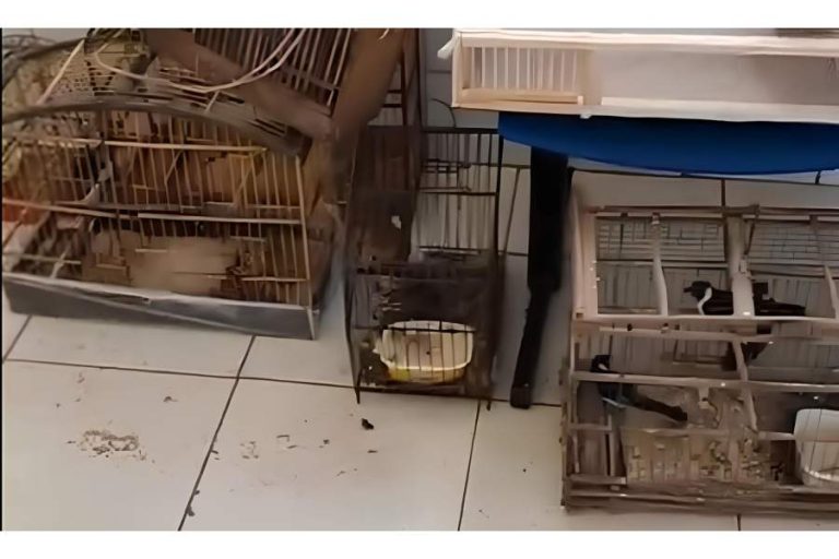 Tráfico de aves silvestres sofre golpe em Poções após operação integrada