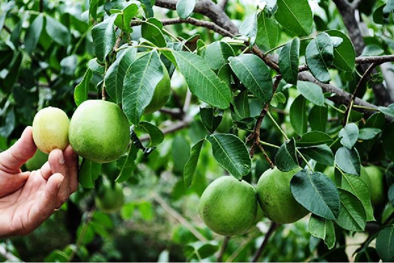 Prefeitura de Brumado distribui mudas de umbu gigante e fortalece agricultura no Jacaré