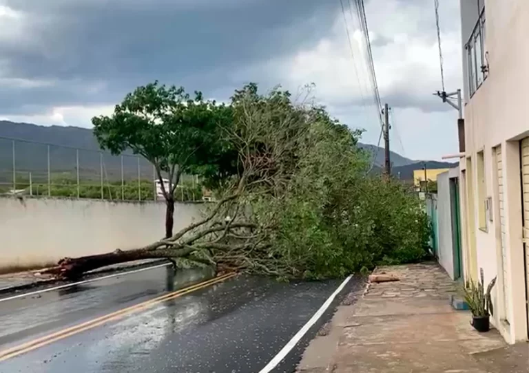 Ventania derruba árvore e marca início das chuvas de trovoadas em Rio de Contas