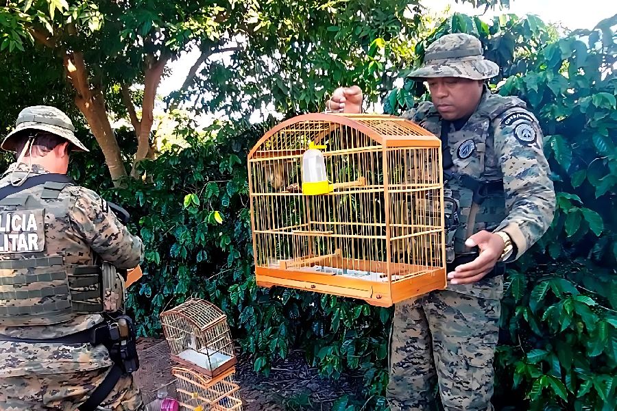 Ação da CIPPA em Ibicoara resulta em entrega voluntária de aves silvestres no distrito de Cascavel