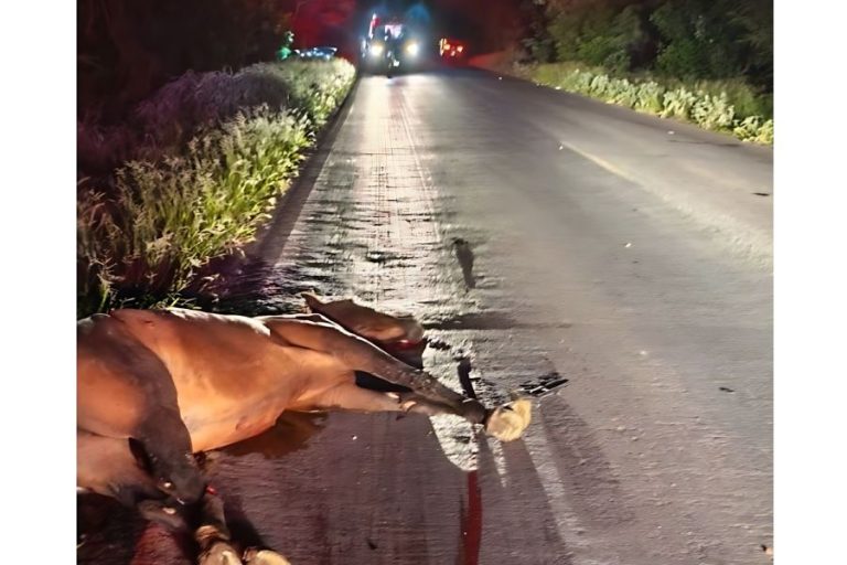 Animal solto na pista provoca acidente e deixa quatro feridos na BR-349, no oeste da Bahia