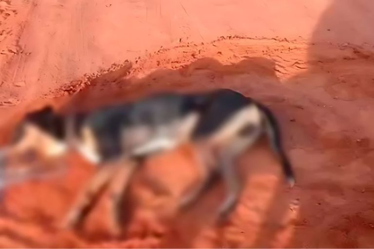 Cães são encontrados mortos em Livramento de Nossa Senhora