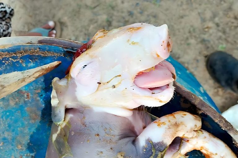 Caso raro chama atenção: filhote de porco nasce com duas bocas no sudoeste da Bahia