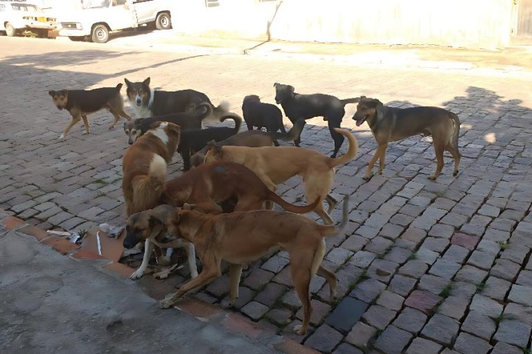 Caso de leishmaniose em criança acende alerta de saúde em Caculé