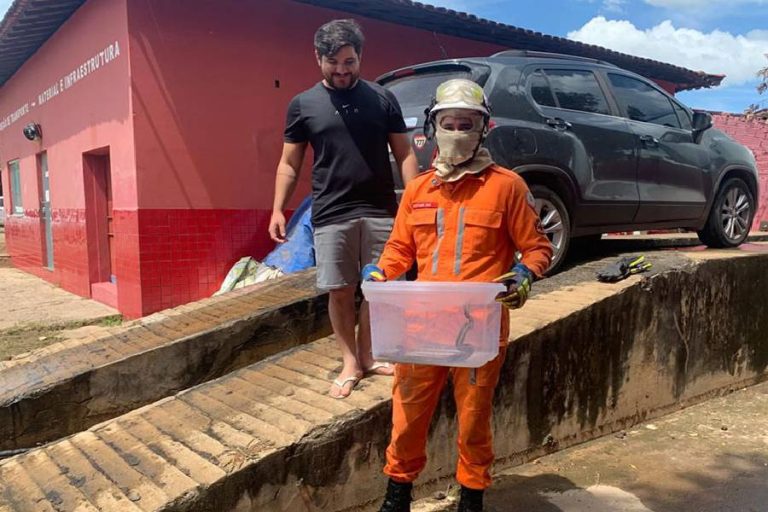 Cobra surpreende motorista e é resgatada de dentro de carro em Barreiras