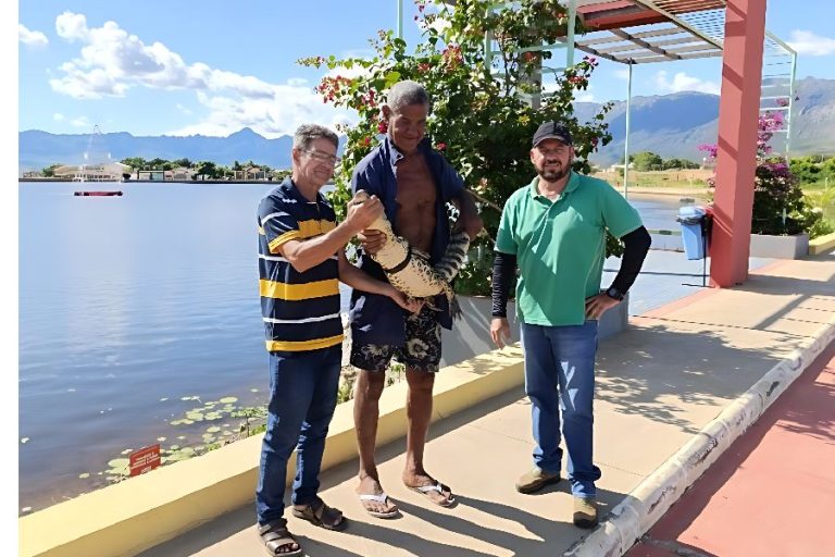 Jacaré é retirado de lagoa urbana e levado para habitat seguro em Livramento