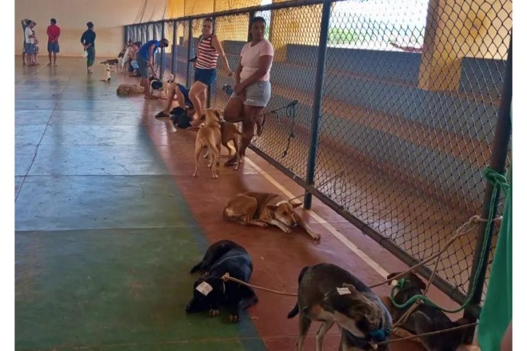 Livramento leva vacinação antirrábica gratuita a comunidades rurais e amplia proteção de cães e gatos