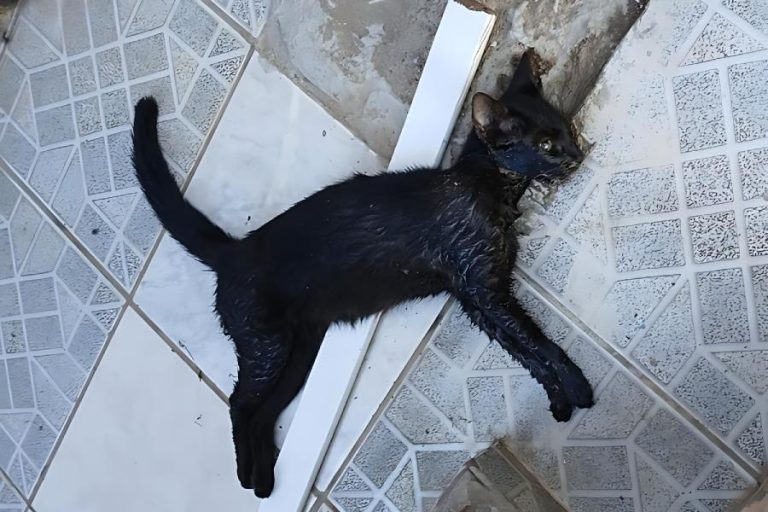 Moradores denunciam envenenamento de animais e pedem investigação em Brumado