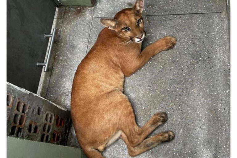 Onça-parda é resgatada dentro de casa no oeste da Bahia após mobilização ambiental