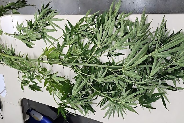 PM apreende pé de maconha em praça pública de Caetité após denúncia anônima