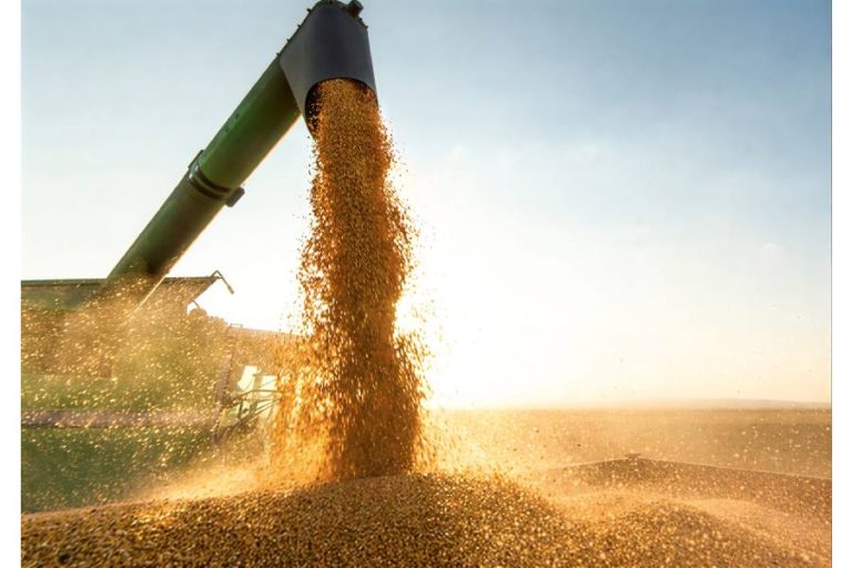 Bahia dispara no campo, mantém 7º lugar nacional e fortalece liderança no algodão