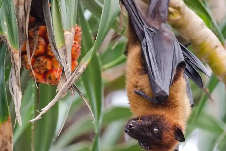 OMS confirma nova morte por vírus Nipah em Bangladesh e reforça alerta sanitário