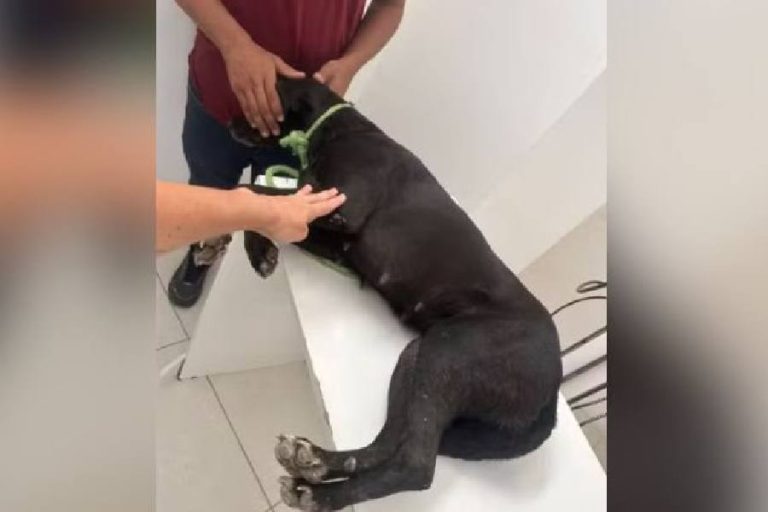 Tiros cruéis na Bahia: cão morre e cadela é atingida por 43 chumbinhos em Serrinha