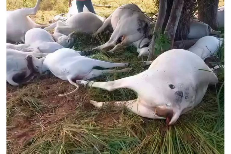 Raio mata 16 cabeças de gado durante tempestade na zona rural de Piripá