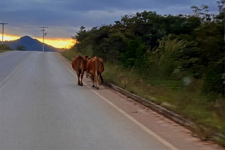Animais soltos na BA-148 colocam motoristas em risco e acendem alerta em Rio de Contas
