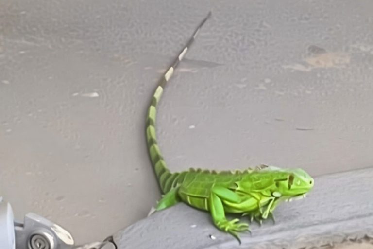 Iguana invade quintal, mobiliza brigadistas e é resgatada com segurança em Livramento