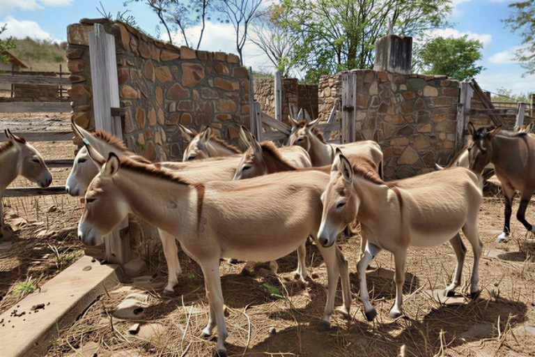 Justiça proíbe abate de jumentos na Bahia após ação de entidades de defesa animal