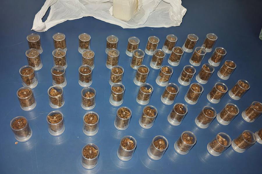 Polícia prende homem com drogas durante ação na madrugada em Ribeirão do Largo