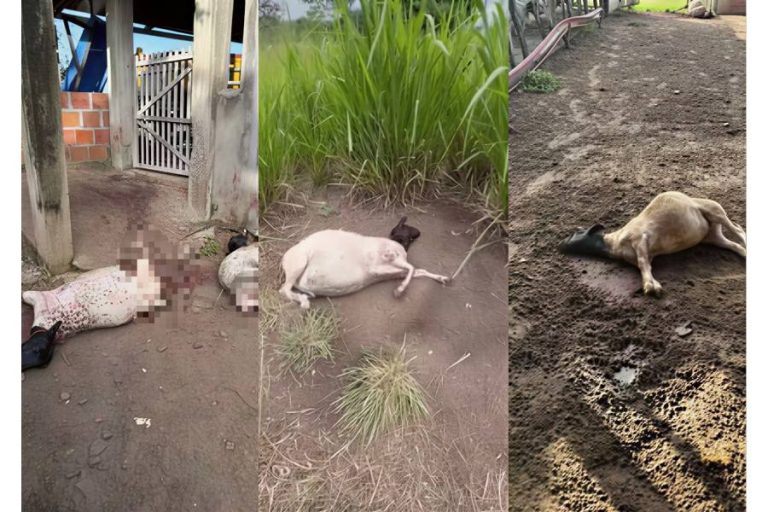 Treze ovelhas morrem em ataques de cães e chocam zona rural de Serrinha