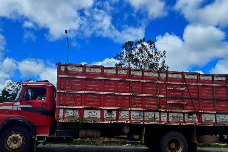 CIPRv/Brumado apreende transporte irregular de bovinos na BA-263 e BA-262