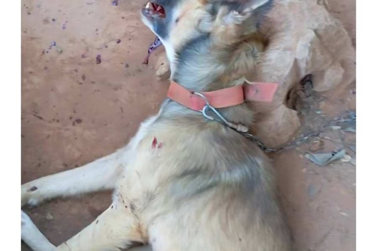 Homem é preso após matar cachorro a pauladas em Ituaçu
