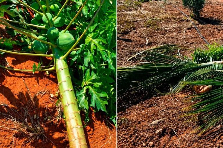 Moradora denuncia destruição de plantação da família em Livramento de Nossa Senhora