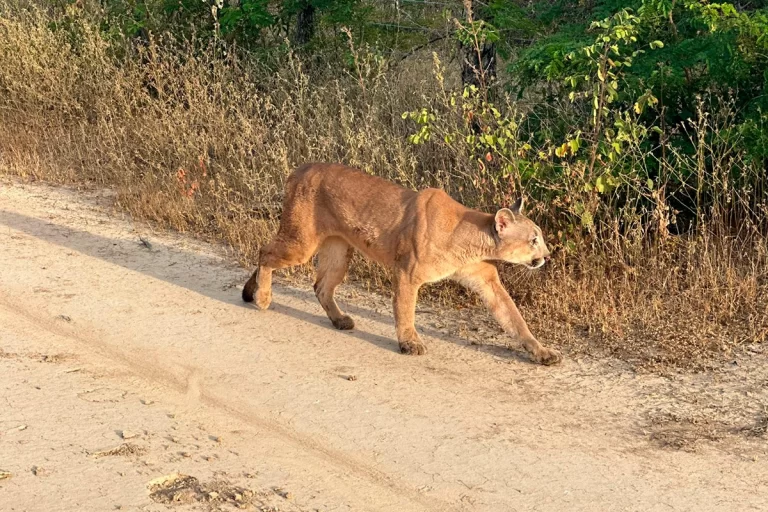 Onça-parda volta à natureza após um ano de reabilitação em Vitória da Conquista