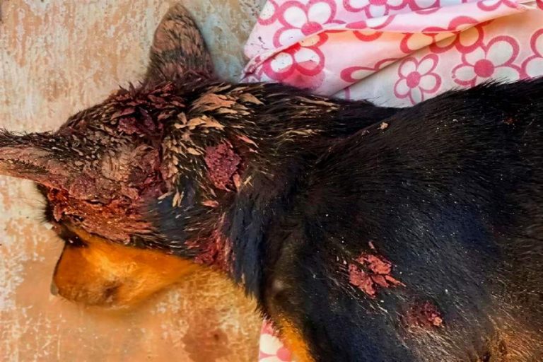 Cadela é morta a tiros em comunidade rural de Brumado e revolta moradores