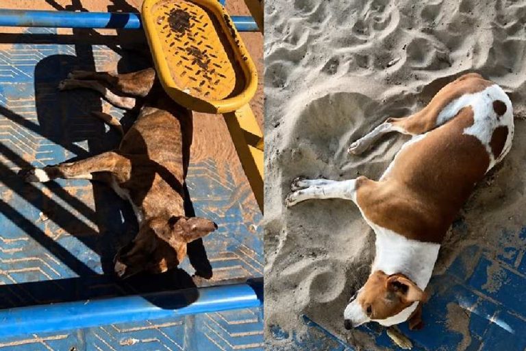 Mistério cerca morte de dois cães em praça e moradores suspeitam de envenenamento em Sebastião Laranjeiras