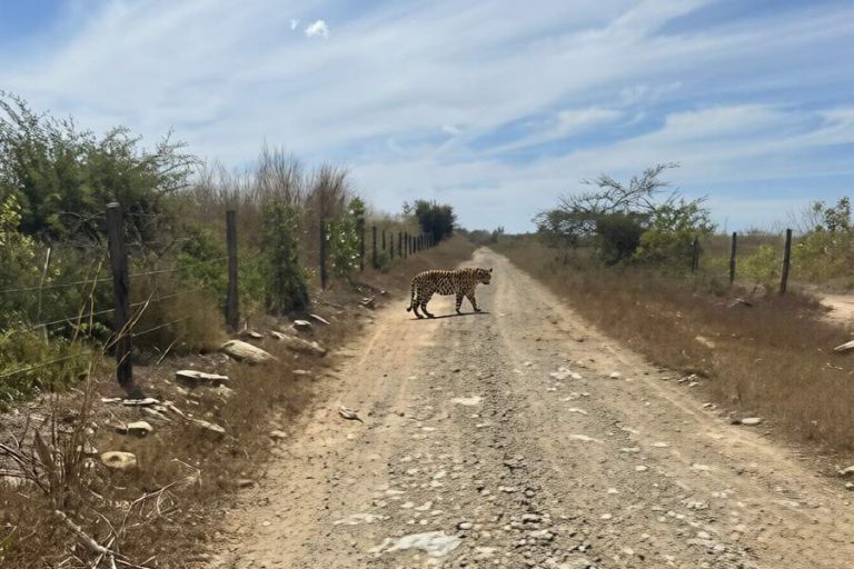 Onça-pintada surpreende moradores ao cruzar estrada de Malhada