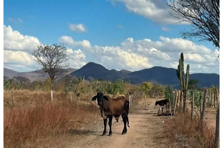 PM acompanha cumprimento de ordem judicial para retirada de bezerros penhorados na zona rural de Guanambi