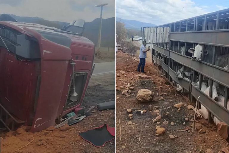 Caminhão com bovinos tomba na BA-152 e deixa animais feridos entre Itanagé e Livramento